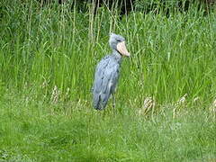 Shoebill