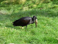 African Openbill