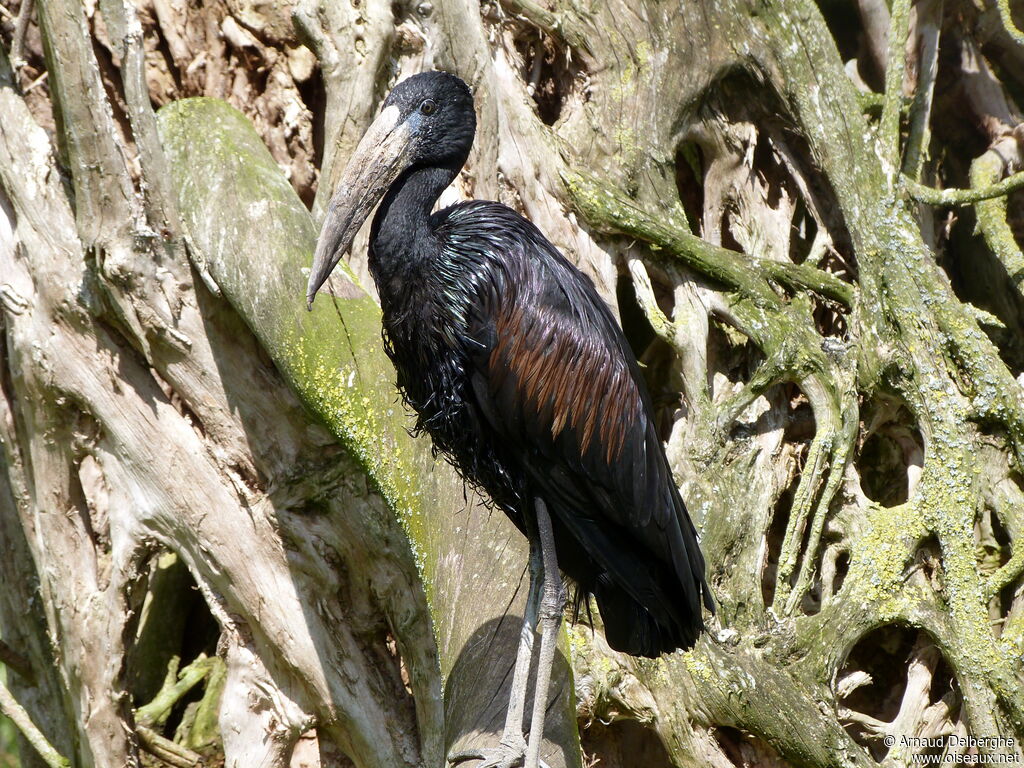 African Openbill