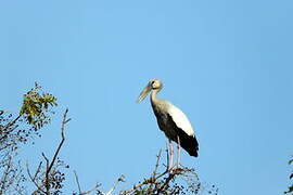 Asian Openbill