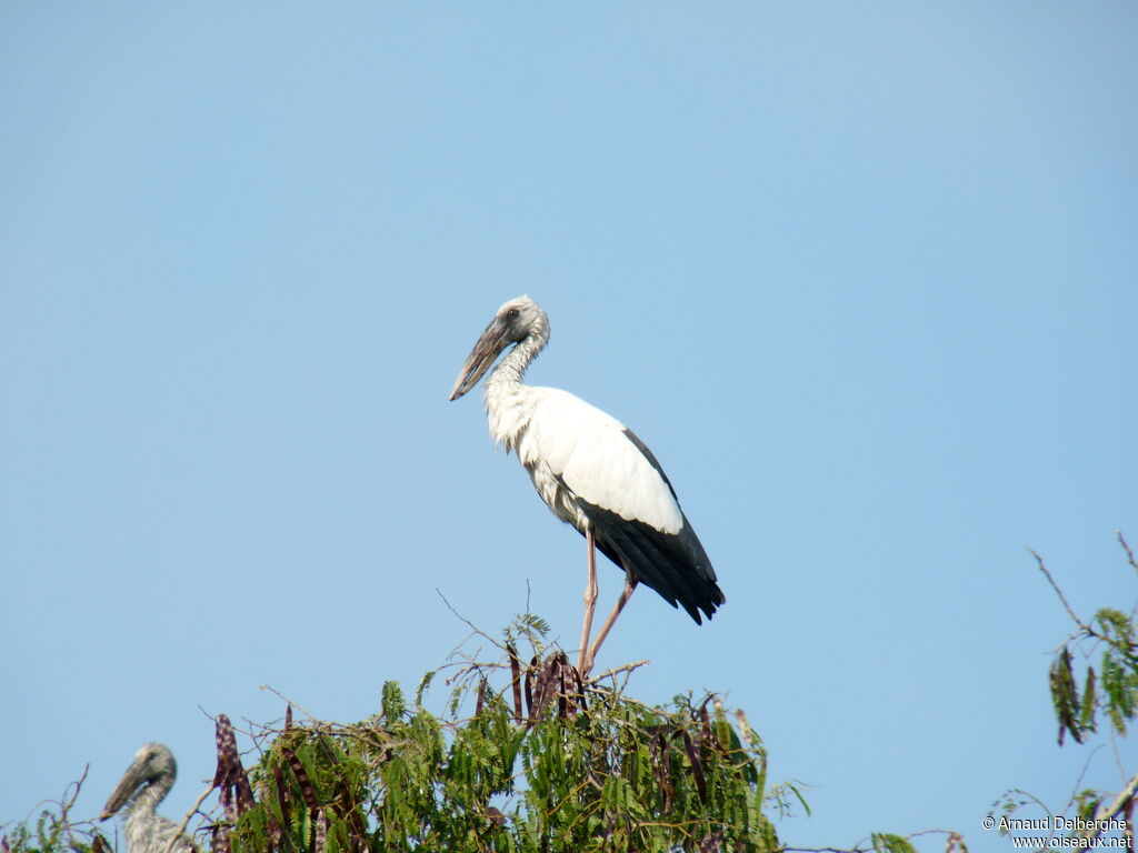 Asian Openbill