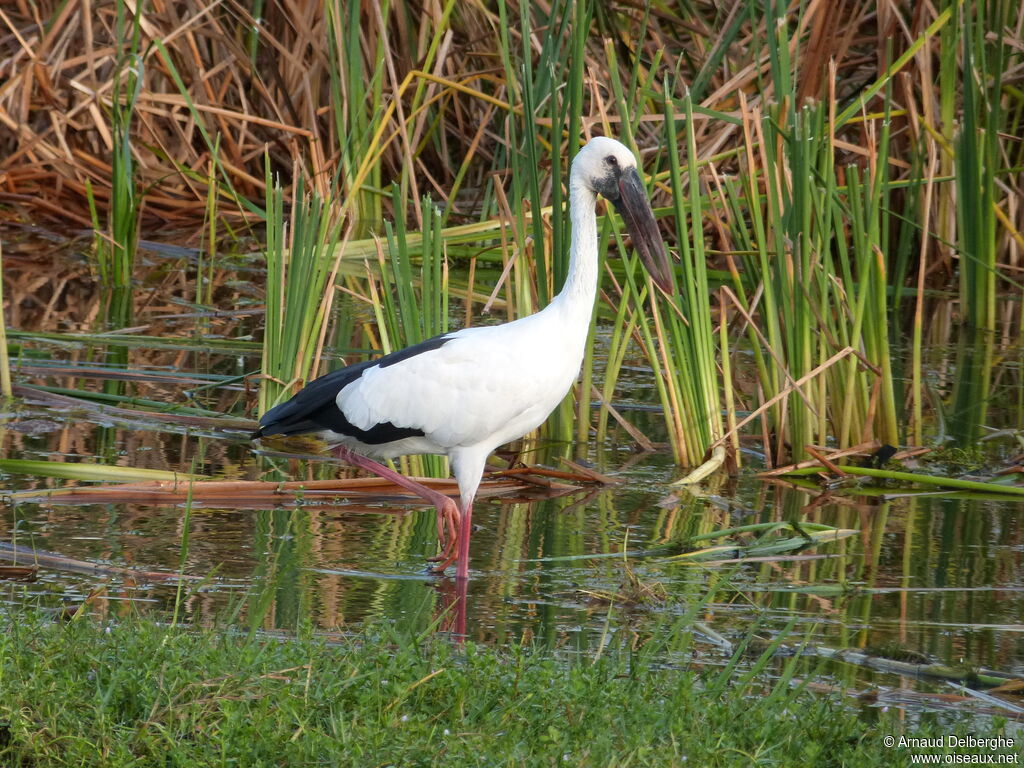 Asian Openbill