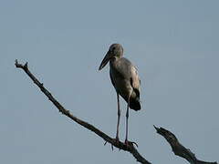 Asian Openbill