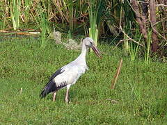 Asian Openbill