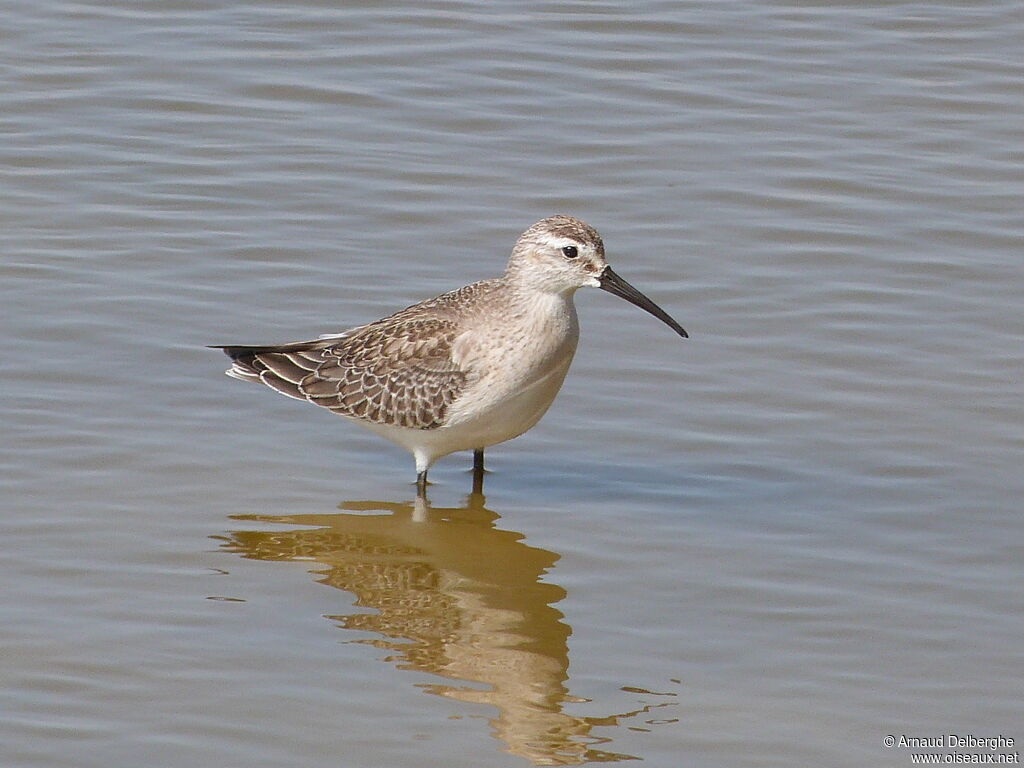 Bécasseau cocorli