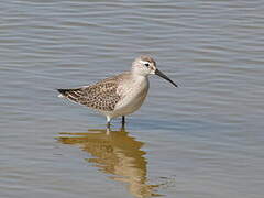 Curlew Sandpiper