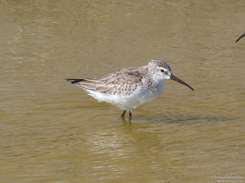 Curlew Sandpiper