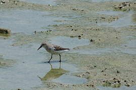 Western Sandpiper