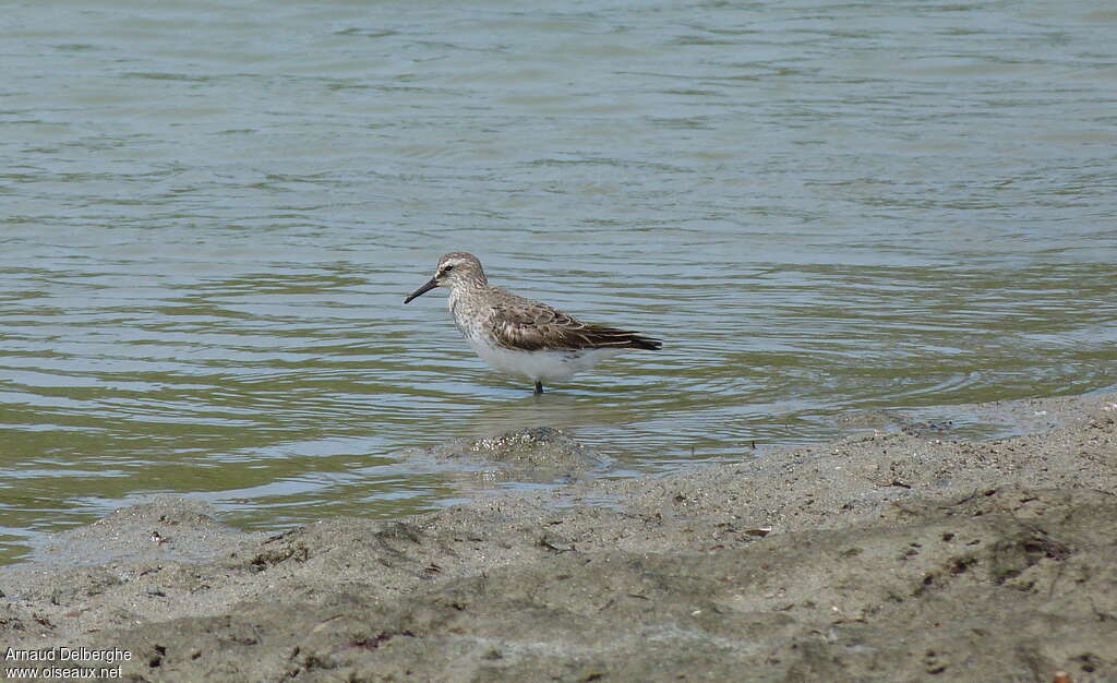 White-rumped Sandpiperadult, habitat, pigmentation