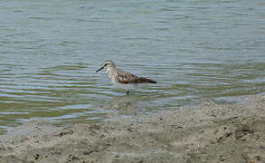 White-rumped Sandpiper