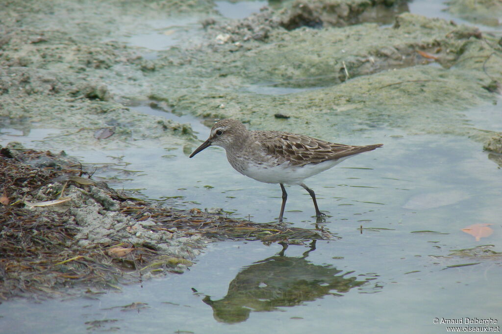 White-rumped Sandpiper