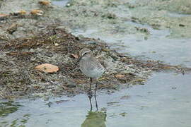 White-rumped Sandpiper