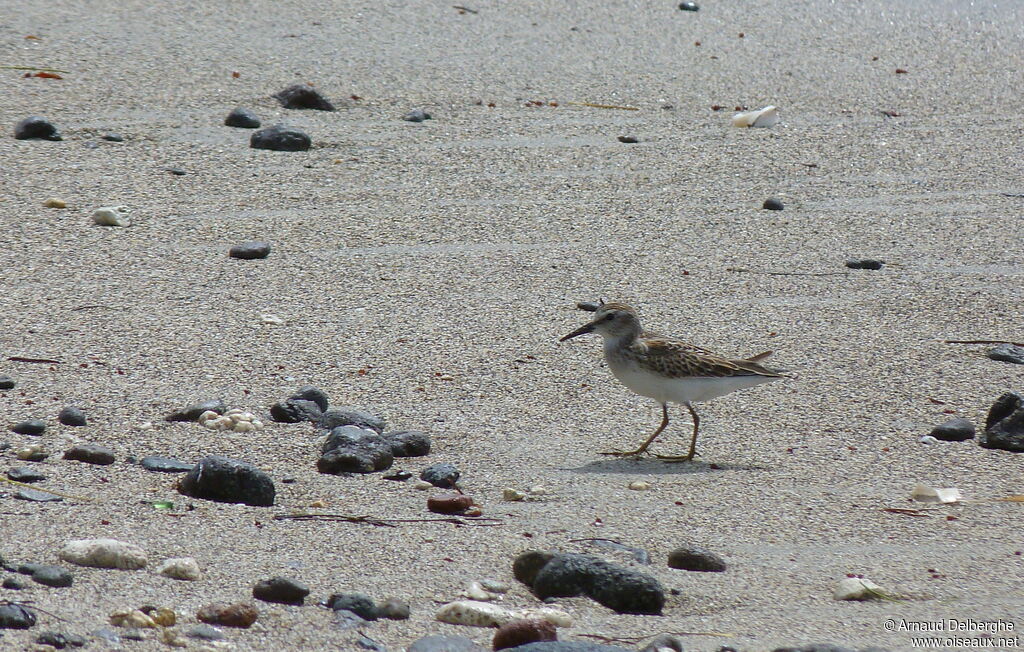 Least Sandpiper