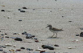 Least Sandpiper