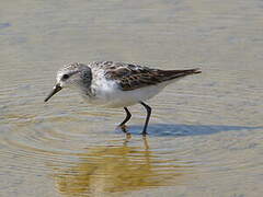 Little Stint