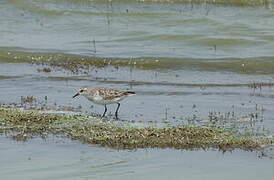 Little Stint