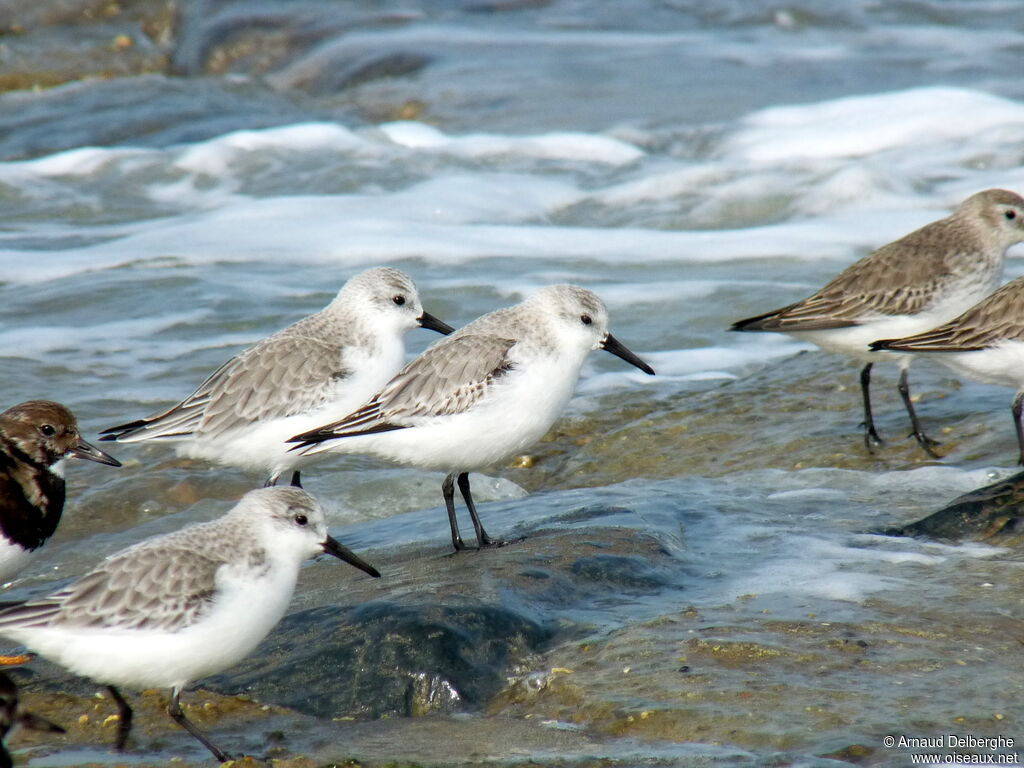 Sanderling