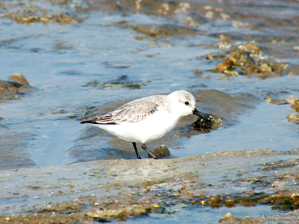 Bécasseau sanderling