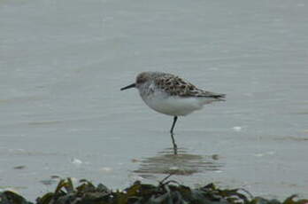 Bécasseau sanderling