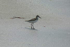 Semipalmated Sandpiper