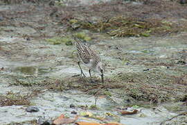 Semipalmated Sandpiper