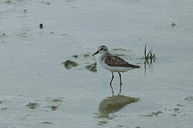 Semipalmated Sandpiper