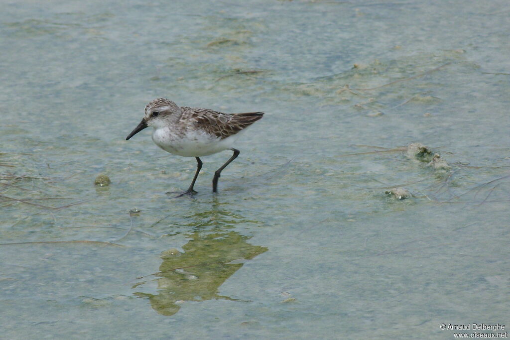 Semipalmated Sandpiper