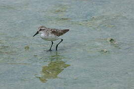 Semipalmated Sandpiper