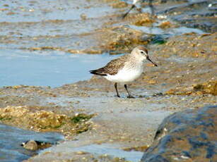 Bécasseau variable