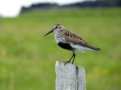 Dunlin