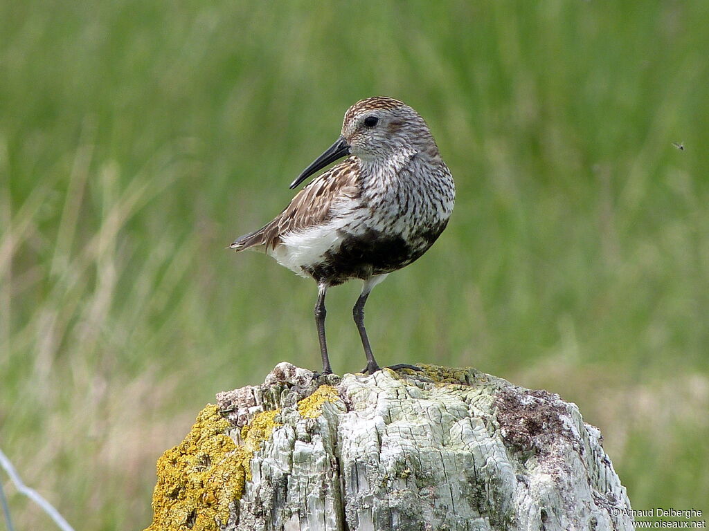 Bécasseau variable