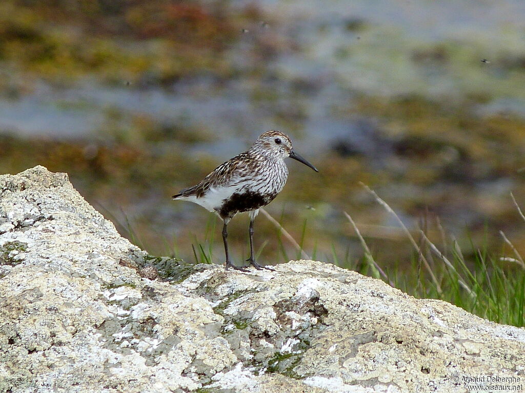 Bécasseau variable