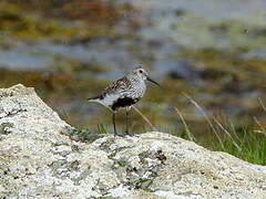 Dunlin