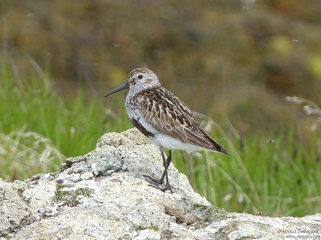 Dunlin