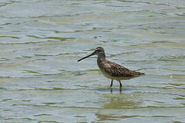 Short-billed Dowitcher