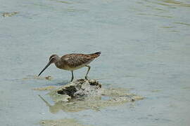 Short-billed Dowitcher