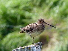 Common Snipe