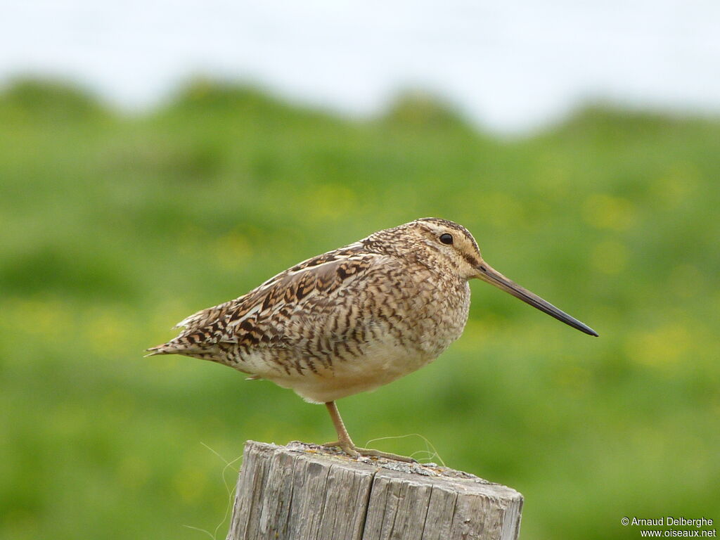 Common Snipe