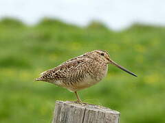 Common Snipe