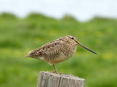 Common Snipe