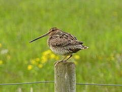 Common Snipe