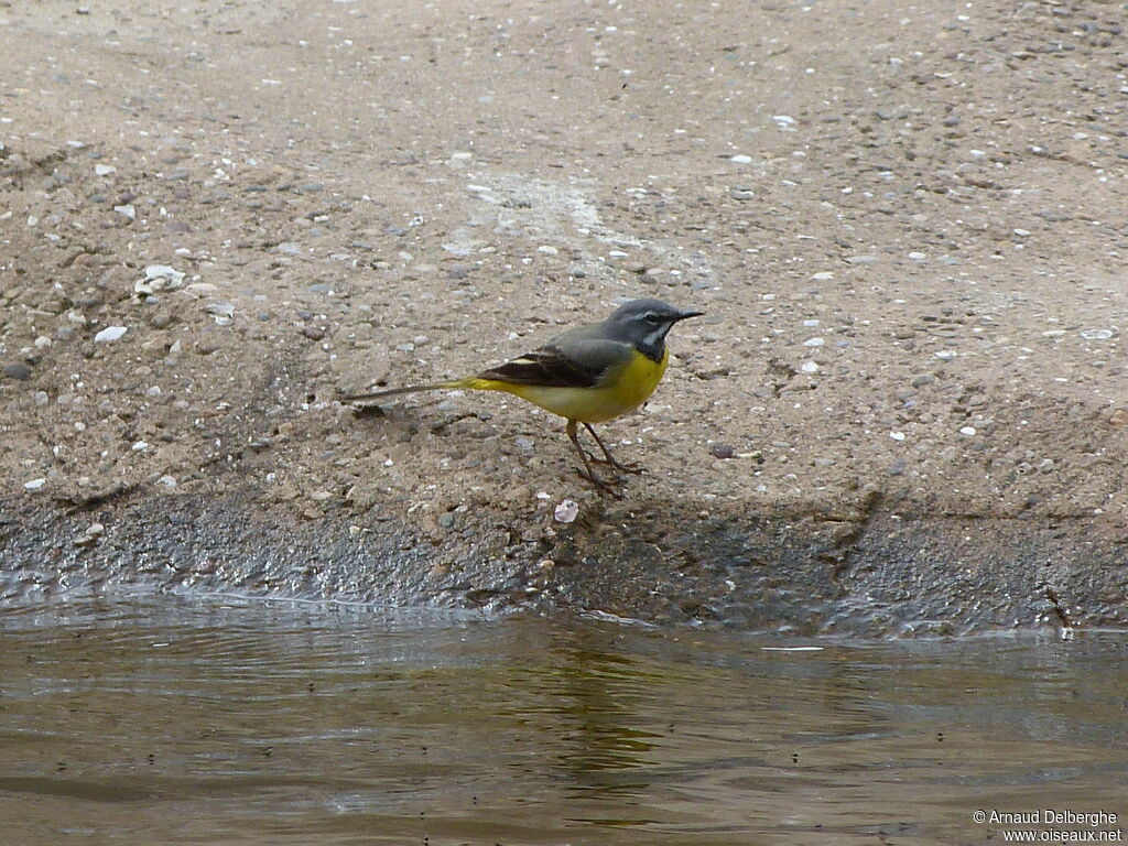 Bergeronnette des ruisseaux