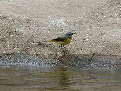 Grey Wagtail