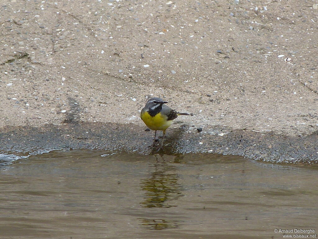 Bergeronnette des ruisseaux