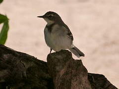 Cape Wagtail