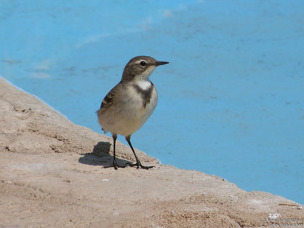 Cape Wagtail