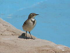 Cape Wagtail