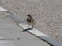 Cape Wagtail