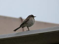 Cape Wagtail