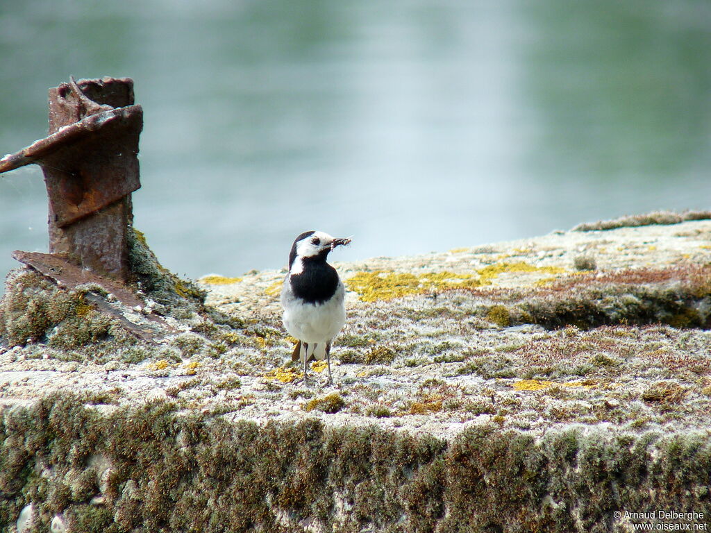 White Wagtail